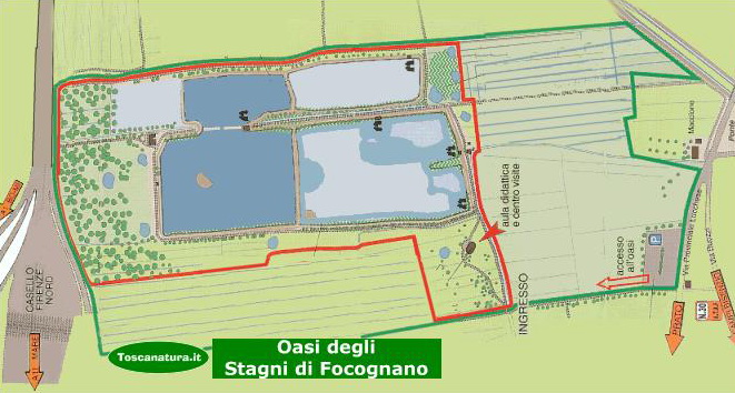 Stagno di Focognano